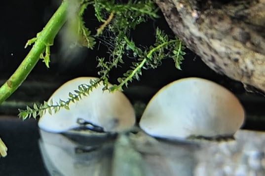 Neritina pulligera - White Military Snail / Beluga