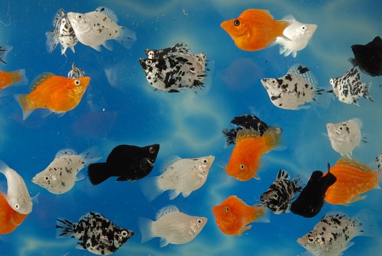 Poecilia sphenops - Molly Balloon Assorted