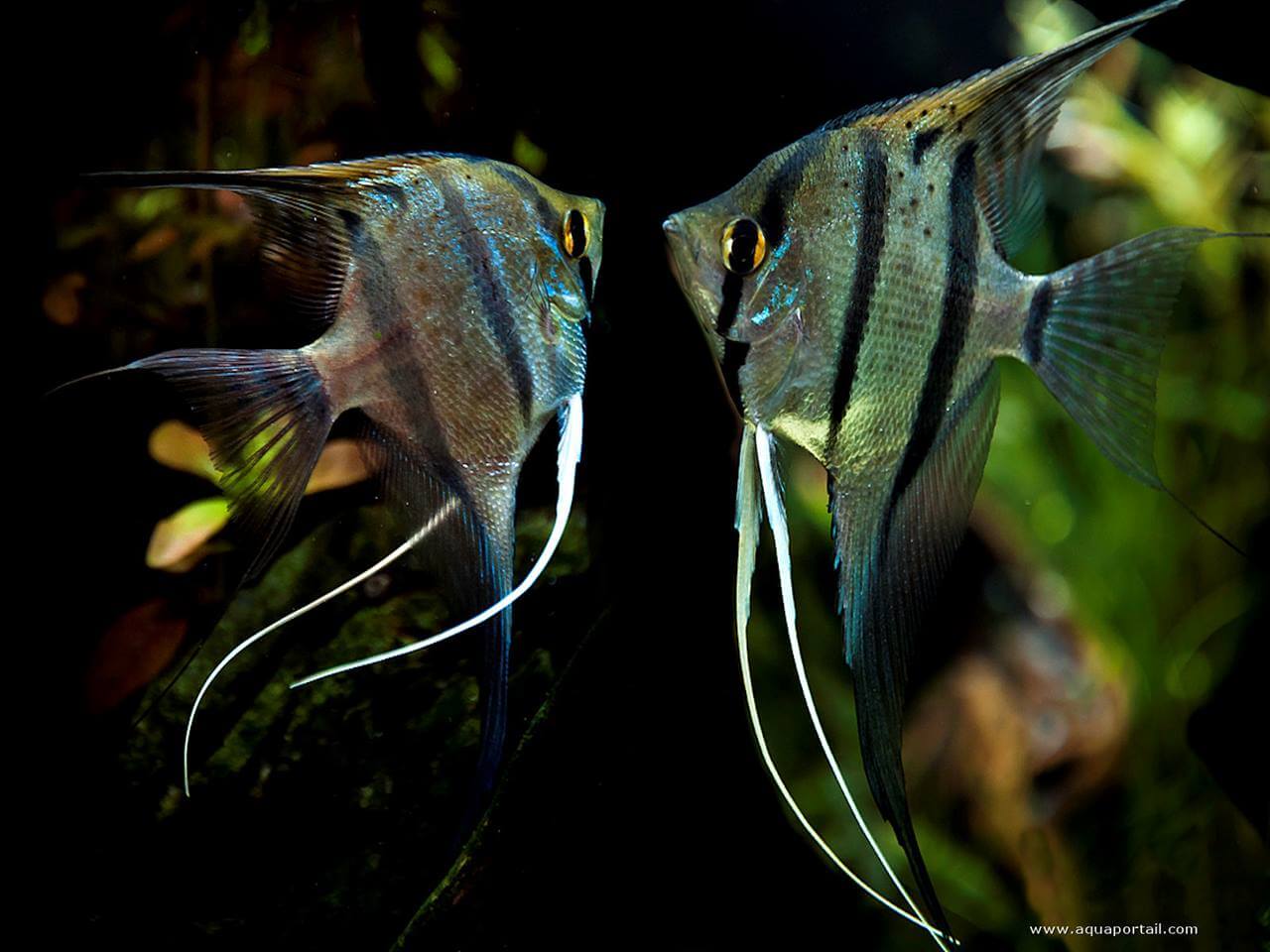 Pterophyllum eimekei