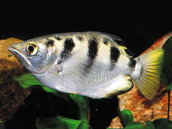 Toxotes chatareus / jaculatrix - Archerfish