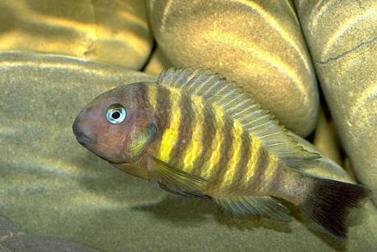 Tropheus brichardi - Bumble Bee