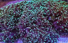 Green & Purple Frogspawn