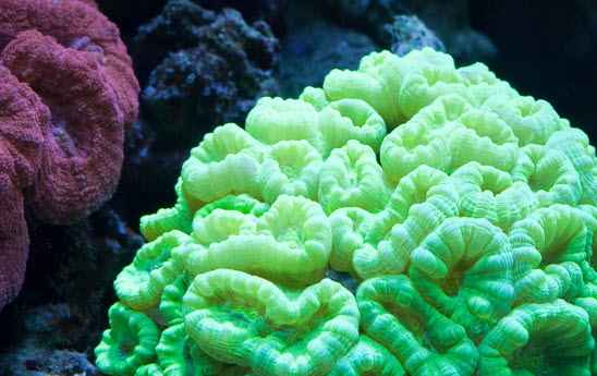 Green Candy Cane Caulastraea